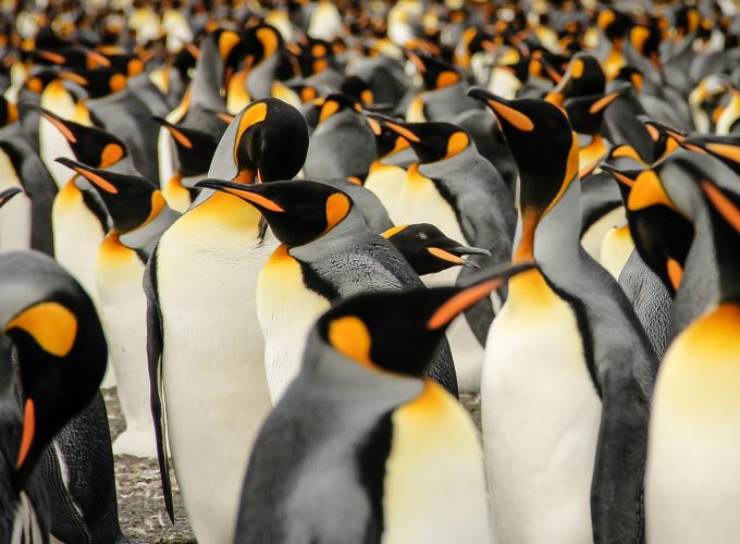 Wallpaper King penguins, South Georgia, birds, 2015 Sony World Photography Awards, Animals 9450610929